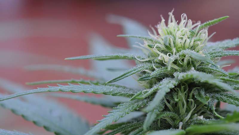 marijuana-800
